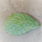 Opuntia Xoconostle Pad (Cutting) ready to be planted (Rare, Orange fruit)