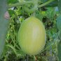 White Figleaf Gourd Chilacayote (Cucurbita Ficifolia) 10 Seeds