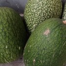 Green Figleaf Gourd Chilacayote (Cucurbita Ficifolia) Seeds