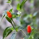 Pequin Chili Pepper Non GMO Live Plant in 3.5" Pot Pequin Chili Pepper Non GMO Live Plant in 3.5" Pot