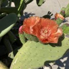 Opuntia Robusta Pad (cutting) Fast Growing Rare Pink Flowers, Red Fruit Cold Hardy Opuntia Robusta Pad (cutting) Fast Growing Rare Pink Flowers, Red Fruit Cold Hardy