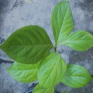 American Persimmon Diospyros Virginiana Common Persimmon Bare Root Live Seedling