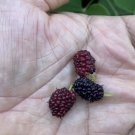Everbearing Mulberry Tree -  Live Plant 1- 2 Feet