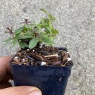 Chocolate Mint Live Plant in 3.5' Pot Chocolate Mint Live Plant in 3.5' Pot