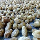White Mulberry Morus Alba Live Plant 1-2 Feet