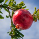 Wonderful Pomegranate Punica Granatum Bare Root Live Plant 1-2 Feet
