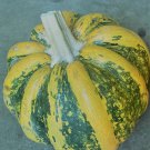 Sweet Pumpkin Heirloom Seeds 10 Non GMO Seeds