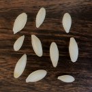 Mexican Pumpkin (pepita) Heirloom Seeds Mix Very Rare 10 Seeds