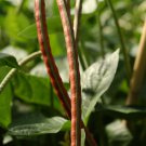 Red Ripper Southern Pea (Cowpea) Heat Tolerant, Very Productive Non GMO Seeds
