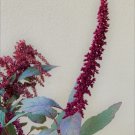 Mayo Indian Amaranth Non GMO 50 Heirloom Seeds