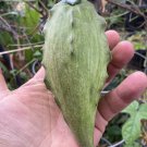 Super Rare Fruiting Cynanchum Talayote Live Starter Vine