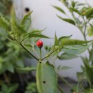 Chiltepin (chile tepin) Hot Pepper Non GMO Rare Live Starter Plant Chiltepin (chile tepin) Hot Pepper Non GMO Rare Live Starter Plant