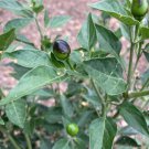 Chiltepin, (chile tepin) Chile Bolita Hot Pepper Non GMO Rare Live Starter Plant Chiltepin, (chile tepin) Chile Bolita Hot Pepper Non GMO Rare Live Starter Plant
