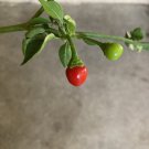 Chiltepin (chile tepin) Heriloom Non GMO Hot Pepper Live Starter Plant