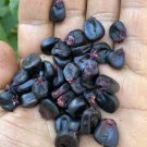 Peruvian Heirloom Purple Corn Maiz Morado Non GMO Seeds for Planting