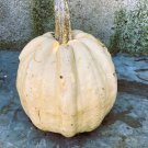 Cream White Pumpkin (pepita) Heirloom Very Rare 10 Non GMO Seeds Cream White Pumpkin (pepita) Heirloom Very Rare 10 Non GMO Seeds