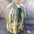 Striped Long Gray Pumpkin (pepita) Heirloom Very Rare 10 Non GMO Seeds