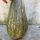 Long Speckled Green Pumpkin (pepita) Heirloom Very Rare 10 Non GMO Seeds Long Speckled Green Pumpkin (pepita) Heirloom Very Rare 10 Non GMO Seeds