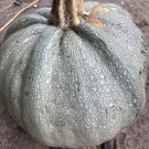Gray Pumpkin (pepita) Heirloom Seeds Very Rare 10 Non GMO Seeds Gray Pumpkin (pepita) Heirloom Seeds Very Rare 10 Non GMO Seeds