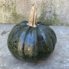 Green Pumpkin (pepita) Heirloom Seeds Very Rare 10 Non GMO Seeds Green Pumpkin (pepita) Heirloom Seeds Very Rare 10 Non GMO Seeds