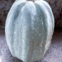 Long Gray Pumpkin (pepita) Heirloom Very Rare 10 Non GMO Seeds