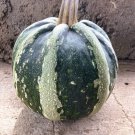 Green Striped Pumpkin (pepita) Heirloom Seeds, Very Rare 10 Non GMO Seeds