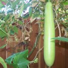Opo Long Squash India Lauki Long bottle gourd Non GMO Open Pollinated Seeds