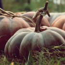 Musquee de Provence Open Pollinated Pumpkin Seeds - Rare Heirloom Variety (Cucurbita moschata)