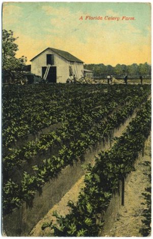 A Florida Celery Farm, c1913 FL Postcard