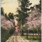 Sand Hills in Springtime, Southern Pines, NC c1910s PC