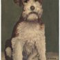 Wire-haired Fox Terrier, signed D Carr, c1950s Postcard