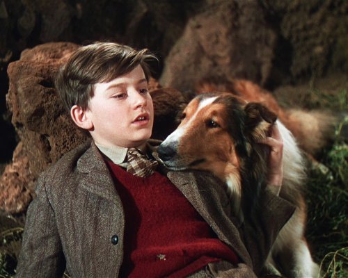 Lassie Roddy Mcdowall 8X10 Photo Zlt 25