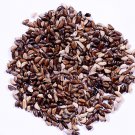 elephant grass seeds 50 gm fast shipping