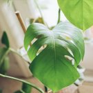 5 Swiss Cheese Monstera Deliciosa Seeds Plant Outdoor Indoor E