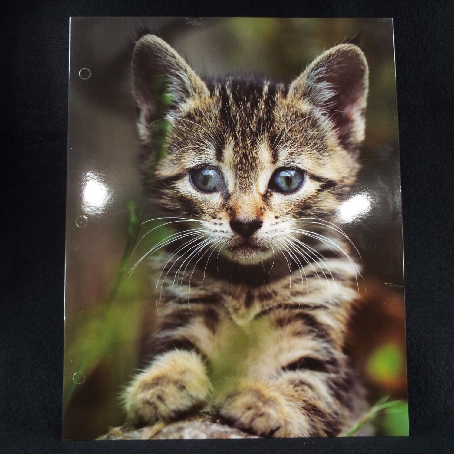 Gray Striped Kitten Cat Portfolio Folder  Cute Adorable
