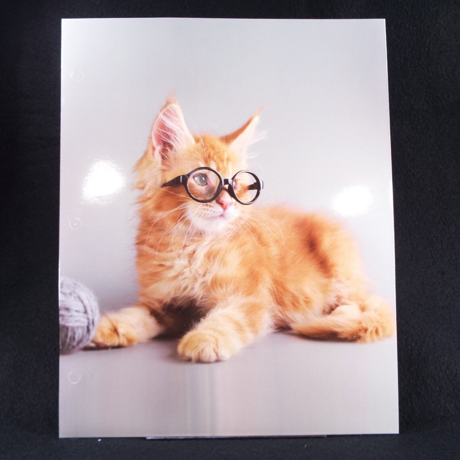 Orange Cat in Glasses Portfolio Folder Kitten Cute Adorable