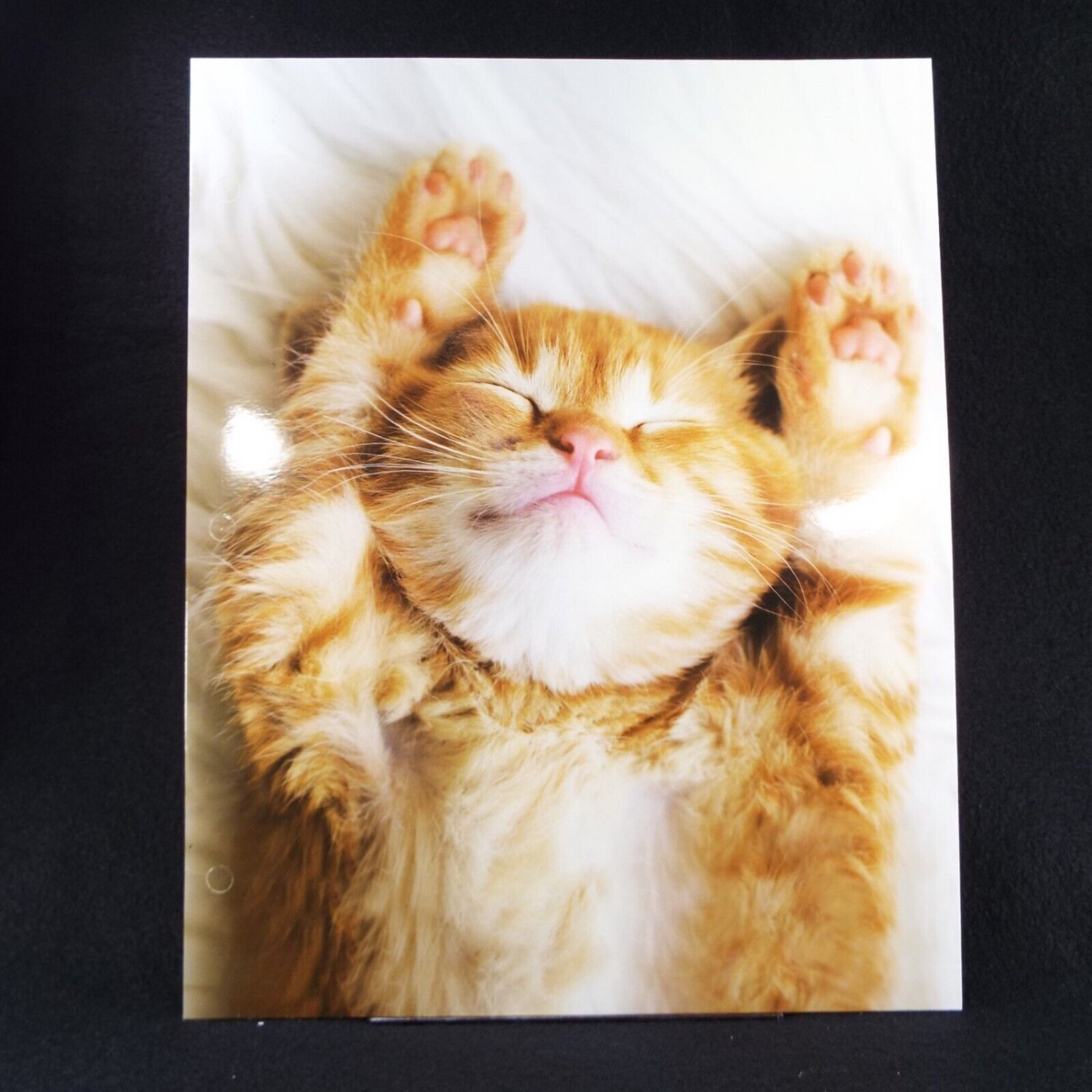 Orange Kitten Sleeping Cat Portfolio Folder  Cute Adorable