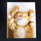 Orange Kitten Sleeping Cat Portfolio Folder  Cute Adorable