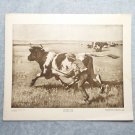 Escaped Cow 603 The Perry Pictures 12x10 Art Print Antique Julien Dupre