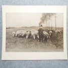 Sheep Spring 757 The Perry Pictures 12x10 Art Print Antique Mauve