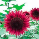 RARE SUNFLOWER SEEDS 10 black and red