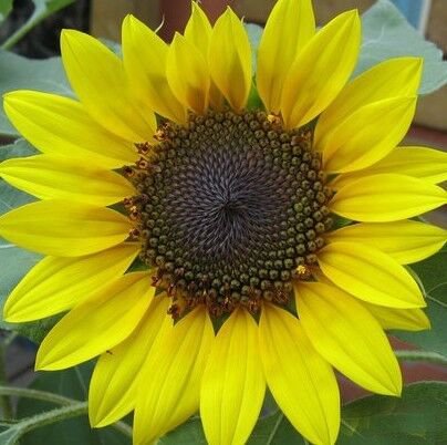 RARE SUNFLOWER SEEDS 5 seeds sunburst