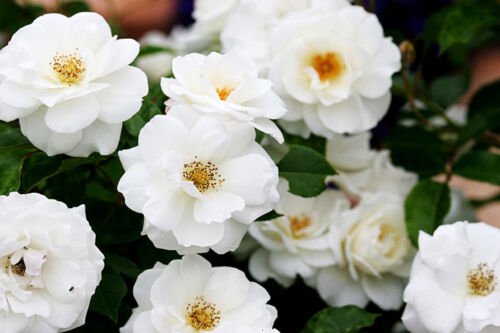 WHITE CLIMBING ROSE SEED HEIRLOOM RARE