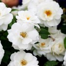 WHITE CLIMBING ROSE SEED HEIRLOOM RARE