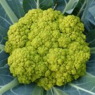 CAULIFLOWER 'Green' 150+ seeds vegetable UNUSUAL RARE winter garden HEIRLOOM
