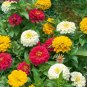 100 seeds Heirloom Flower garden Collection, Zinnia- Lilliput Mix #LVGG