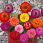 100 seeds Heirloom Flower garden Collection, Zinnia- Lilliput Mix #LVGG