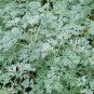 300+ Seeds WORMWOOD ,MEDICINAL HERB artemisia absinthium BITTER TONIC absinthe #LVGG