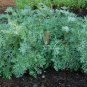 300+ Seeds WORMWOOD ,MEDICINAL HERB artemisia absinthium BITTER TONIC absinthe #LVGG