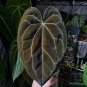 4 SEEDS Dark Anthurium Choccy × Papillilaminumx #LVGG